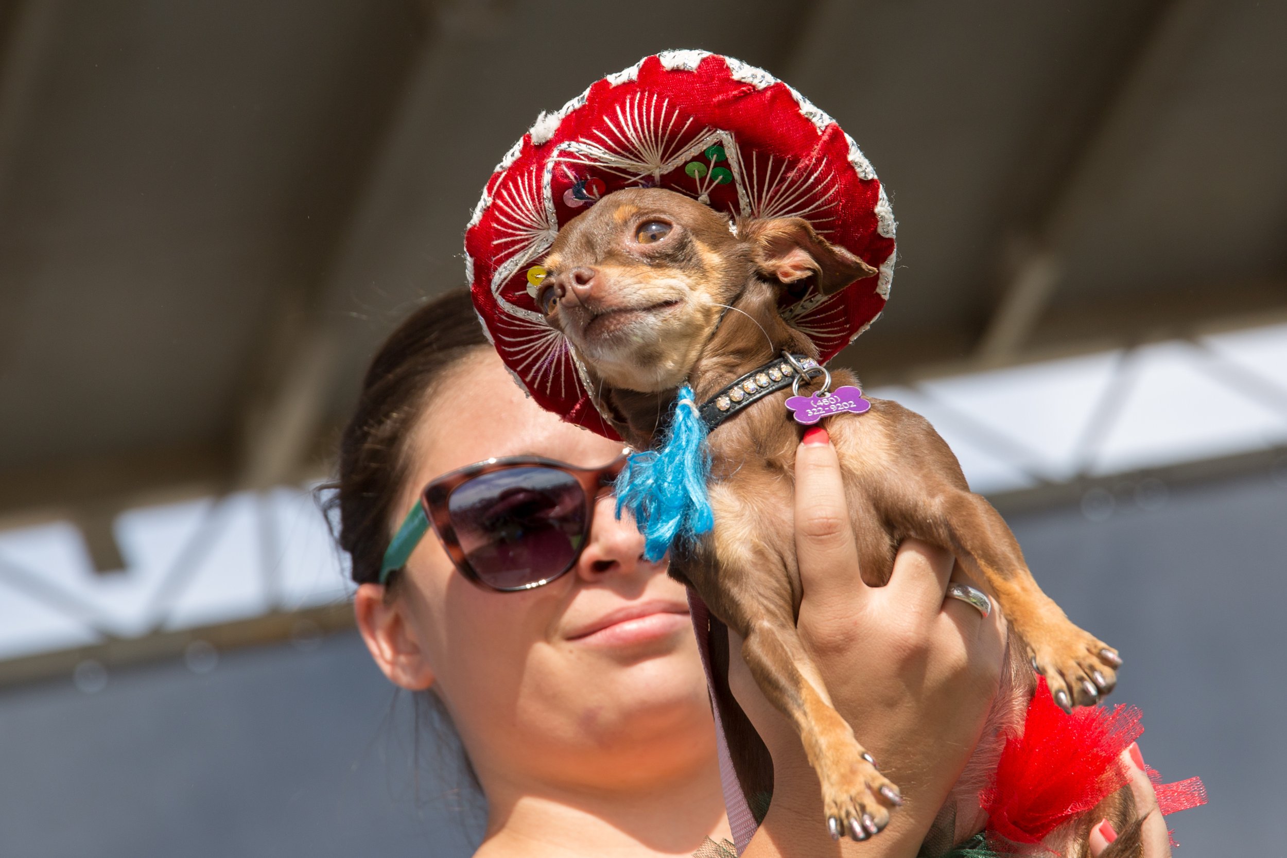 Chihuahua 4.jpg