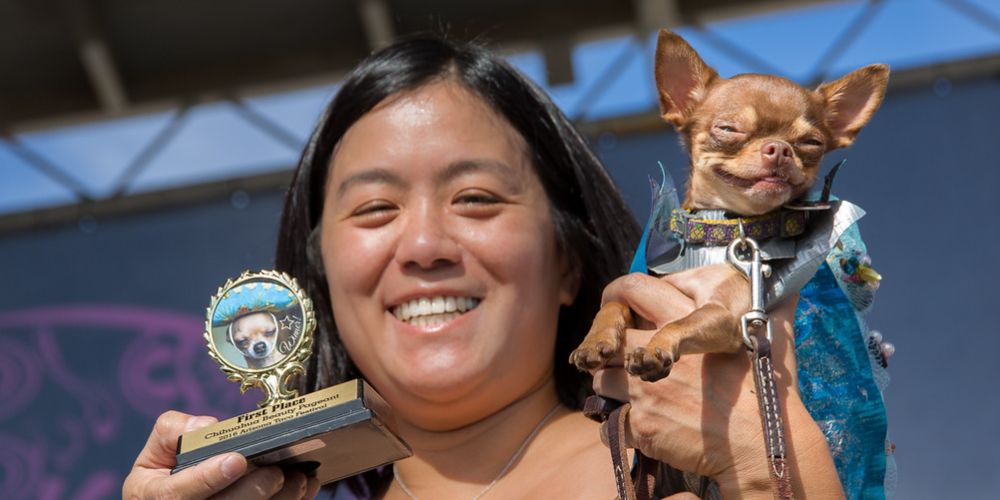 ay-chihuahua-dog-show